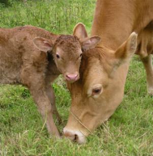 Shirley and calf