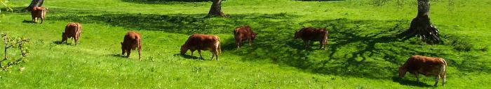 Cows grazing in Barn Park