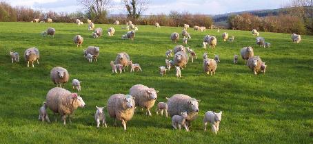 Sheep and Lambs in Corner Park